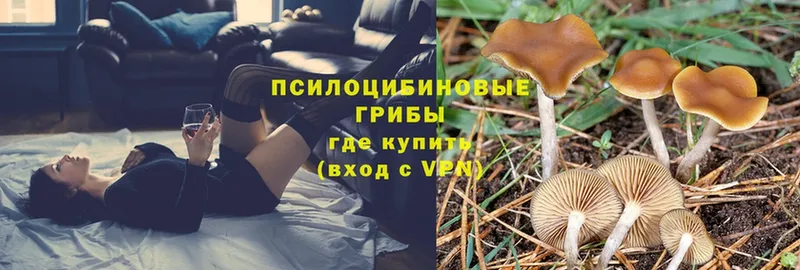 Галлюциногенные грибы Psilocybine cubensis  блэк спрут ТОР  Карабаново 